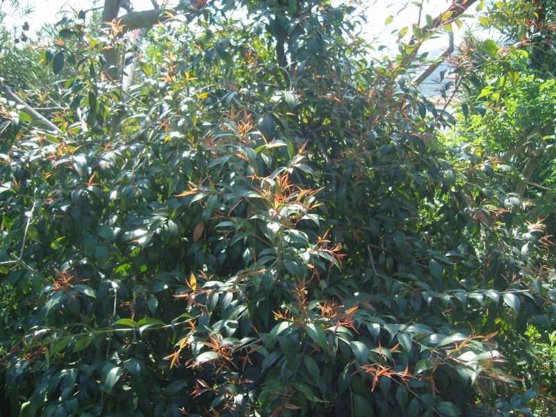 Eugenia myrtifolia Snv81210