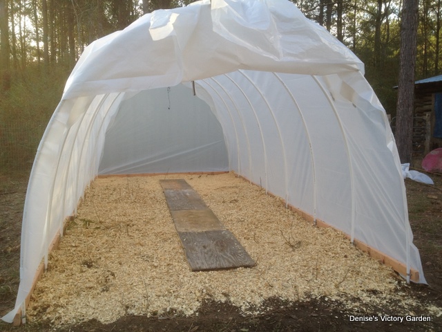 Denise's Victory Garden 1-hoop11