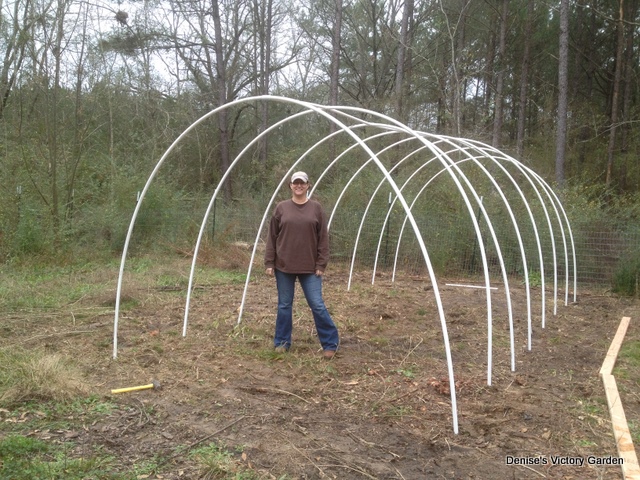 Denise's Victory Garden 1-hoop13
