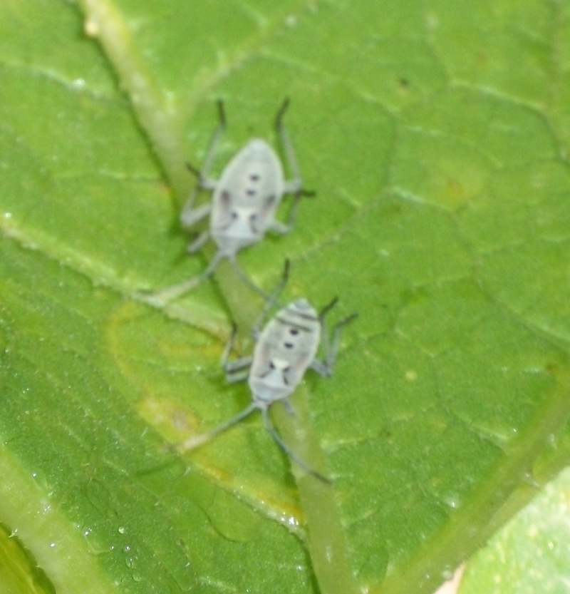 Help identifying a bug on squash Squash10