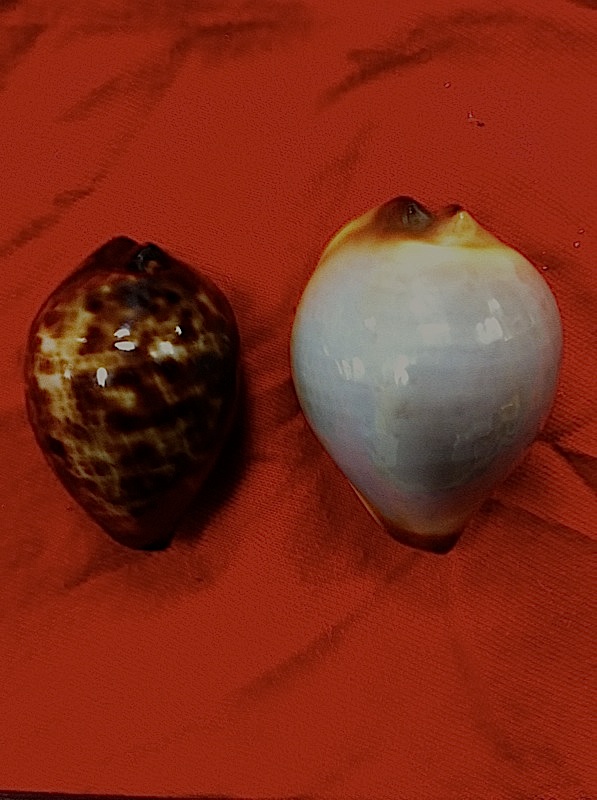 Zoila mariellae - L. Raybaudi, 1983 Z_deci14