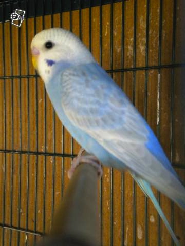 Blue, le plus beau des mecs perruches ! 63722714