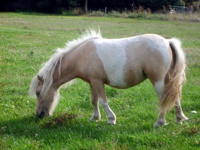 Faire gnotyper son poney 22613810