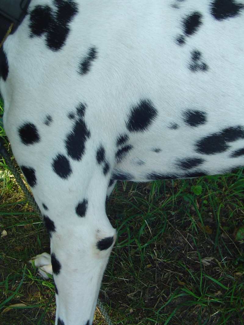 Énor, dalmatien cat 3 classé 3 Dsc00215