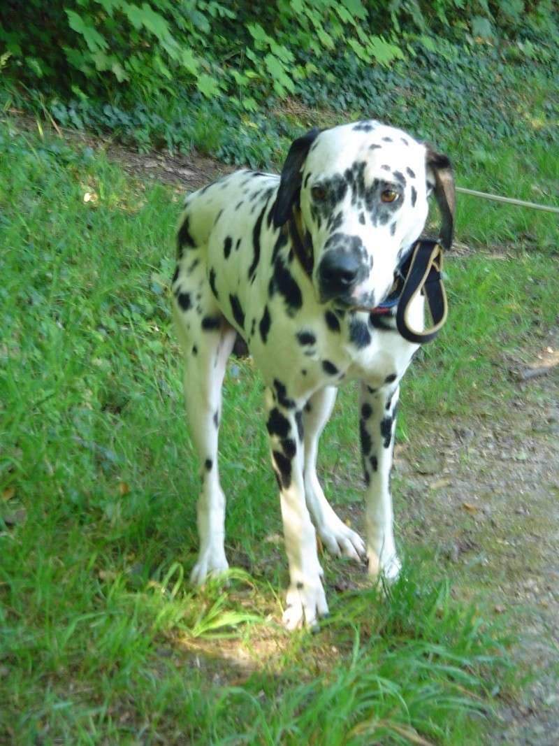 Énor, dalmatien cat 3 classé 3 Dsc00224