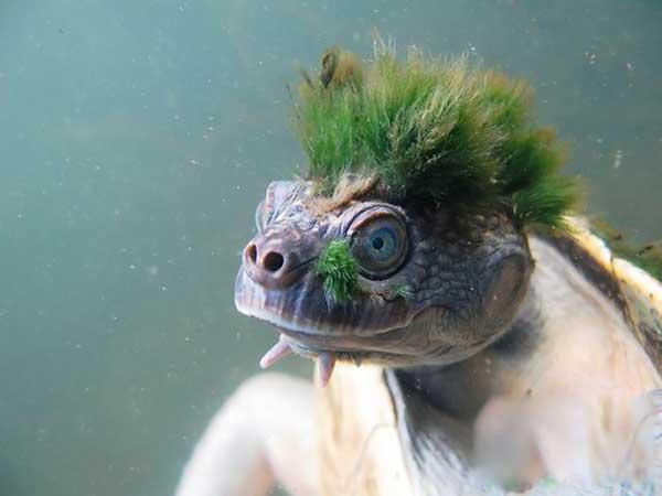 la tortue verte punk , espèces rares ! Tortue11