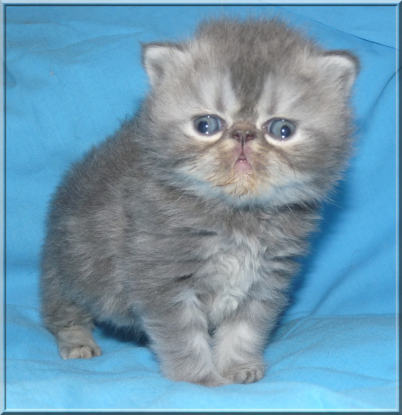 Les 7 Nains Persans Et Exos Page 2 Nos Chats Nimo Les 7 Nains Persans Et Exos Page 2 Nos Chats Nimo