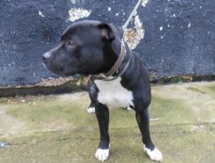 Benjy is looking for rescue NOW HAS RESCUE Benjy10