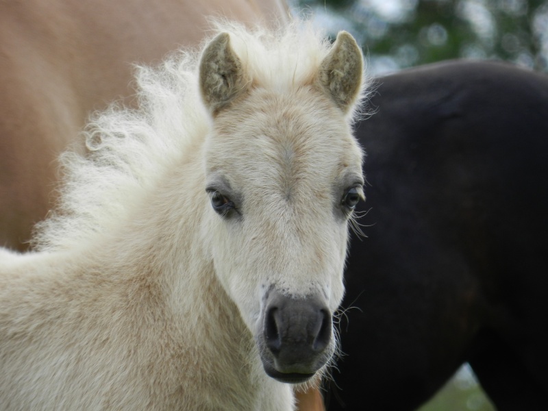 Poulain shetland intermdiaire pp palomino (61) Dscn2511