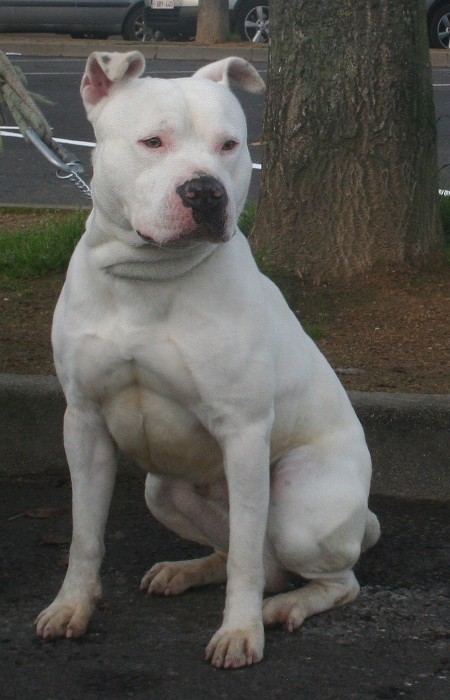 superbe AmStaff male de 24 mois , LOF, dept 77 sous CM Narco210