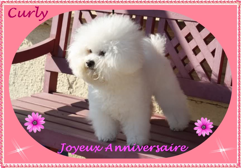Joyeux Anniversaire Curly Danielle Anniversaires De Vos Bichons Et Petits Chiens Lions Nimo Joyeux Anniversaire Curly Danielle Anniversaires De Vos Bichons Et Petits Chiens Lions Nimo