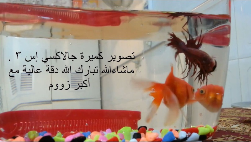 بالفيديو : تصوير ذبابة وسمكة زينة بعدسة الجلكسي اس 3 Scrsho10