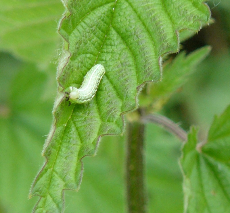 [Euthrix potatoria, Euproctis similis & non identifiées] ENCORE DES CHENILLES Chenil12