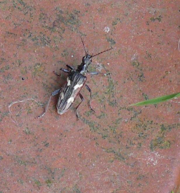 [Clytus arietis, Leptura quadrifasciata, Rhagium bifasciatum et Ruptela maculata ] LONGICORNES Longic13