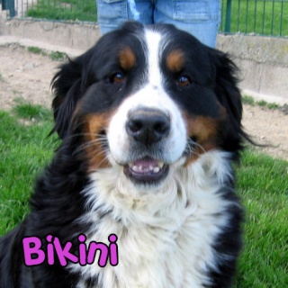BIKINI, Femelle B.B, Refuge Coeur à 4 Pattes (58) - Réservée Bikini10
