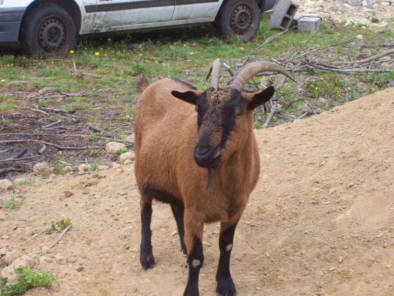 Valériane, chèvre naine croisée Alpine de 5 ans, marron	 Photo_21