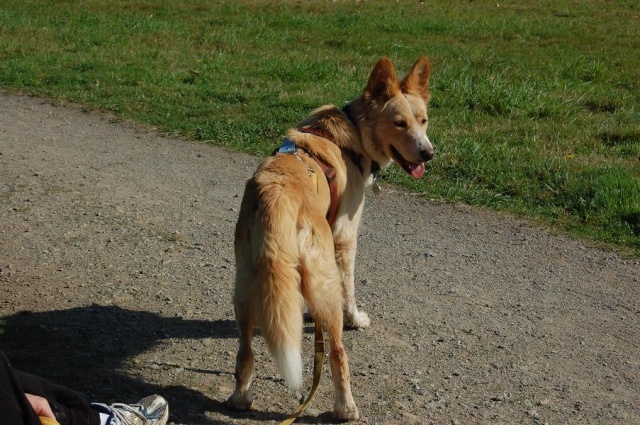 Niebla X podenco F de 2009 Copie_28