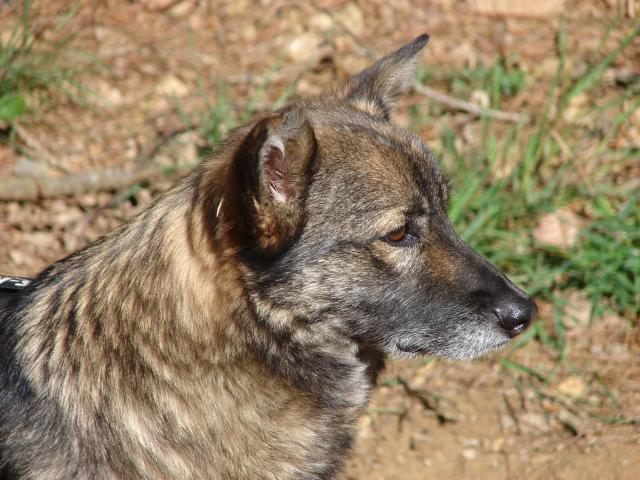 Creta, gentil M type Vallhund de 2006 à adopter! Dsc00914