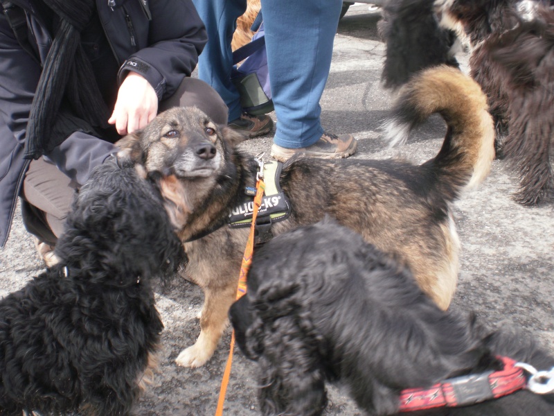 Creta, gentil M type Vallhund de 2006 à adopter! P4121418