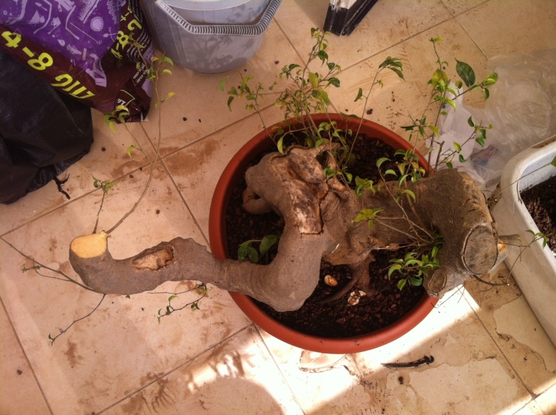 ficus - what to do with large flat cut 2012_014