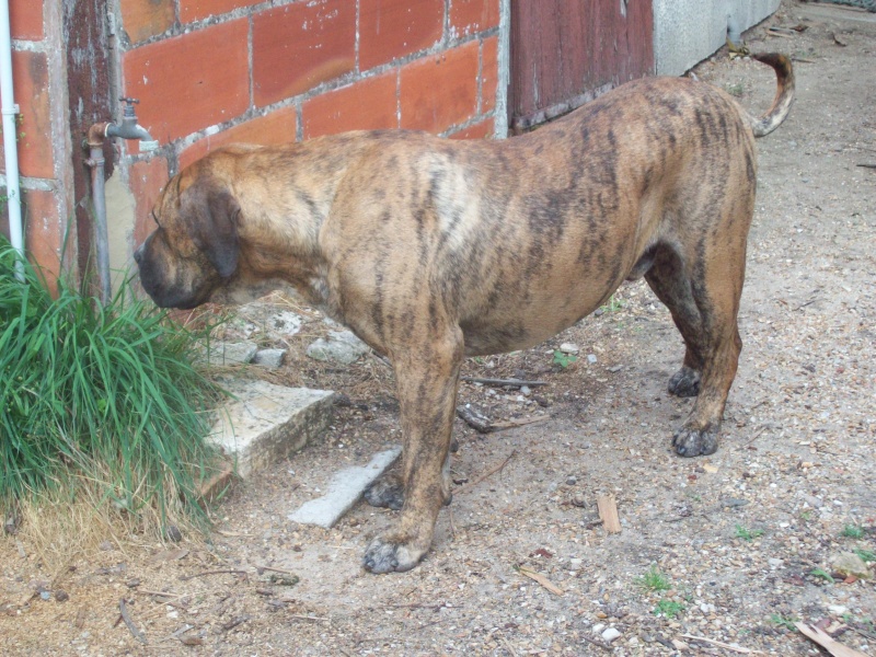 dogo canario - Canario contre beauceronne 8_juil13