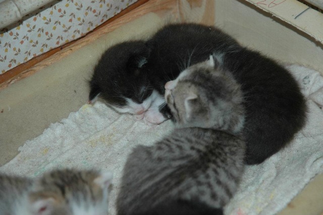 5 adorables chatons nés le 19 avril 2012 53122910