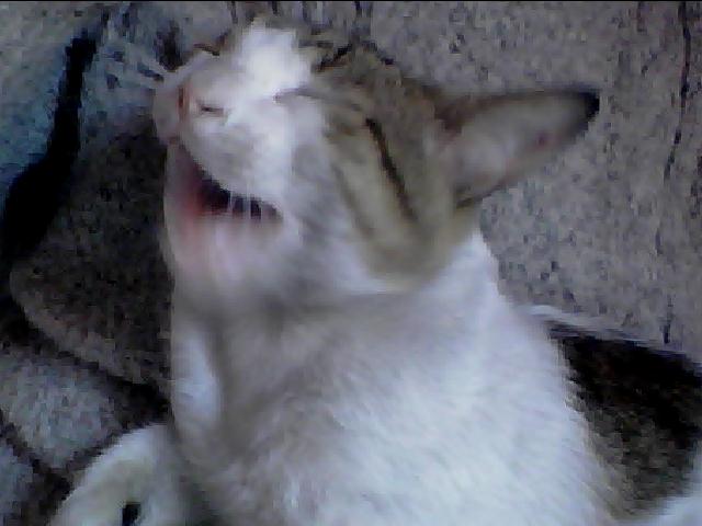 Mon chat PUMA est fou ... mais il raisonne Photo_13