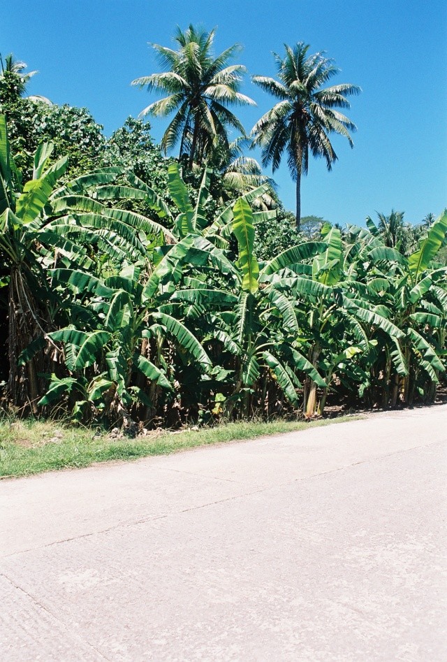 escapade en mer du sud  Cocote10