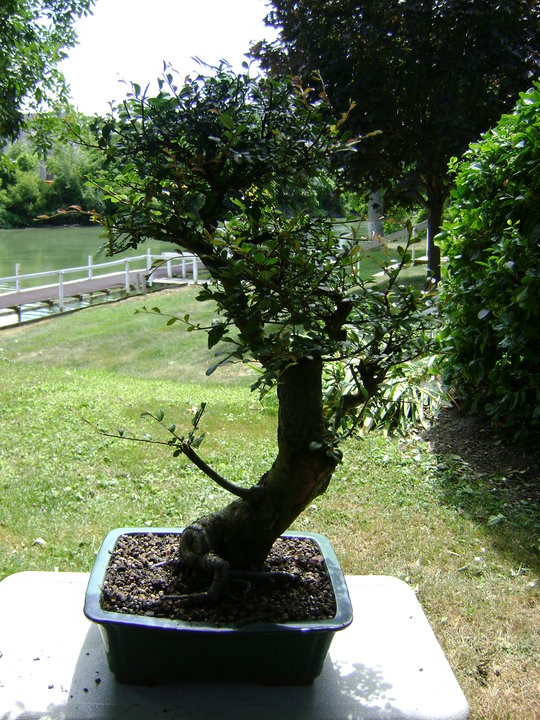 Finding a style for a 15yr Chinese Elm 37747_11