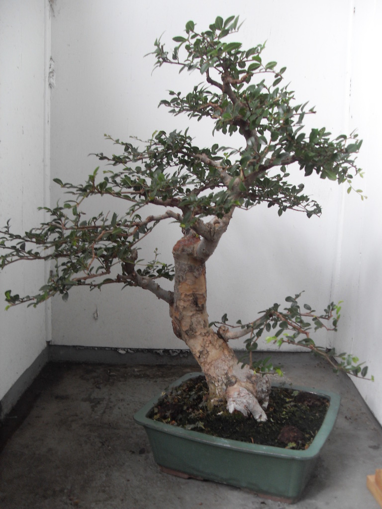 Finding a style for a 15yr Chinese Elm Sdc12910