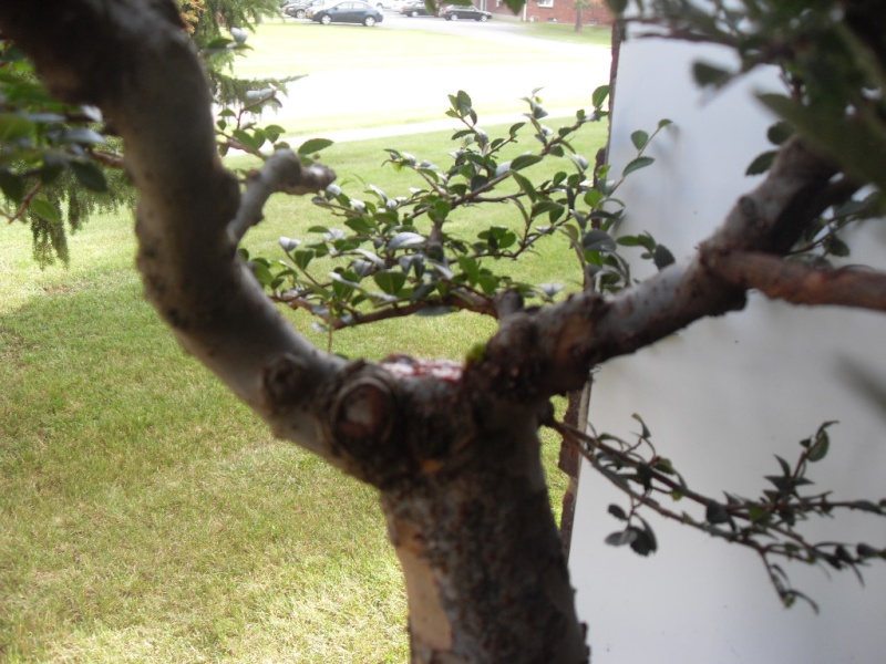Finding a style for a 15yr Chinese Elm Sdc12913