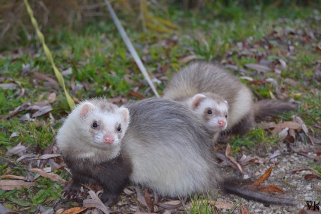 Rencontre pour Photo ;) Dsc_0010