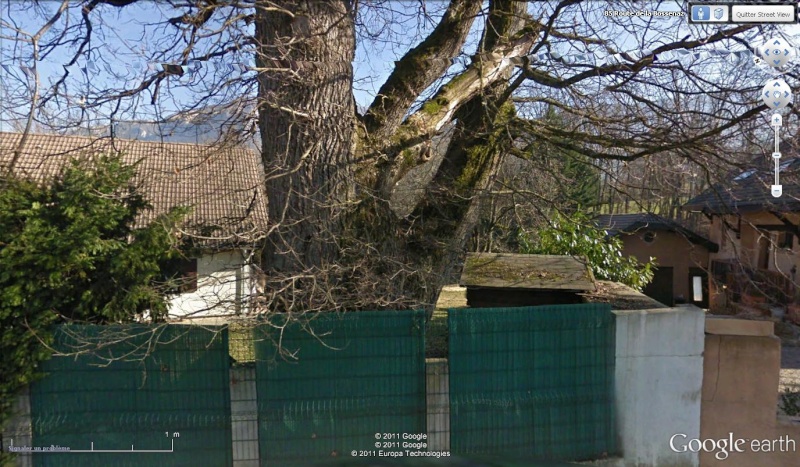 STREET VIEW : les arbres remarquables en France Arb210