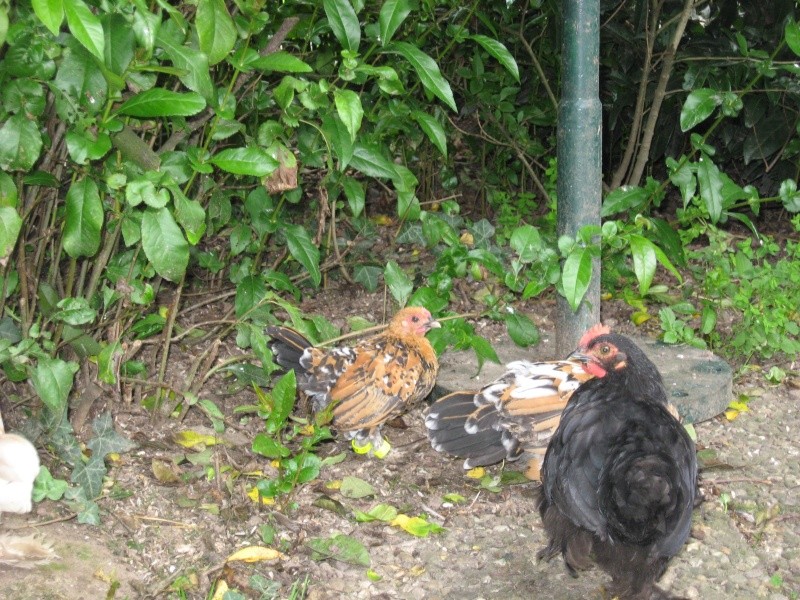 Mes (coqs ou poules?) Sabelpoot avec les toutes nouvelles bagues d'Ilse Poules12