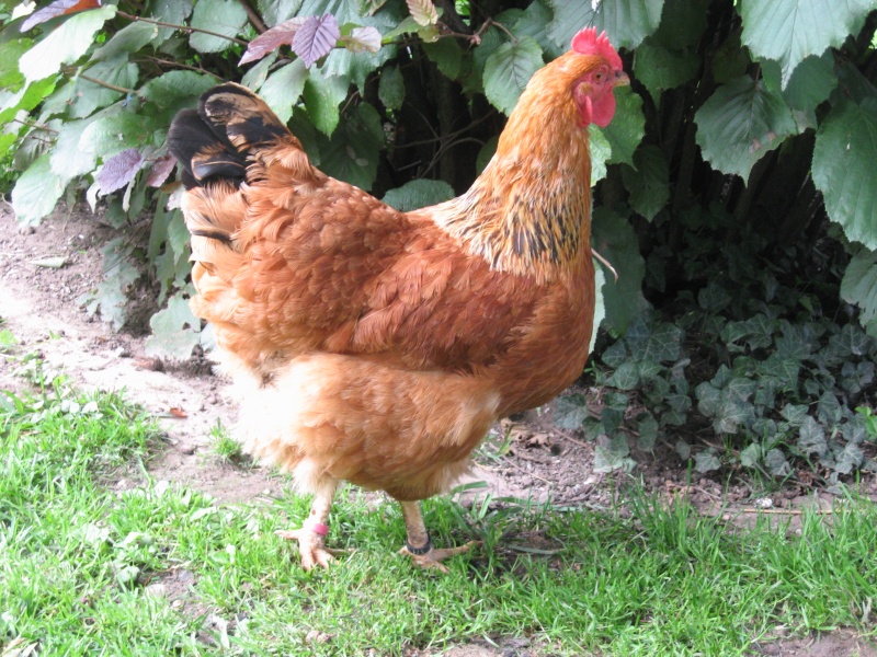 Question existentielle: Gertrude, alias pondeuse de son état, est-elle trop grosse? Poules14