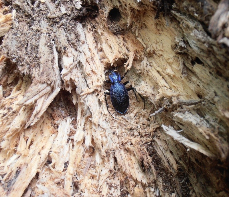 Hibernating C.(Chaetocarabus) intricatus n.bohemicus Kopie_22