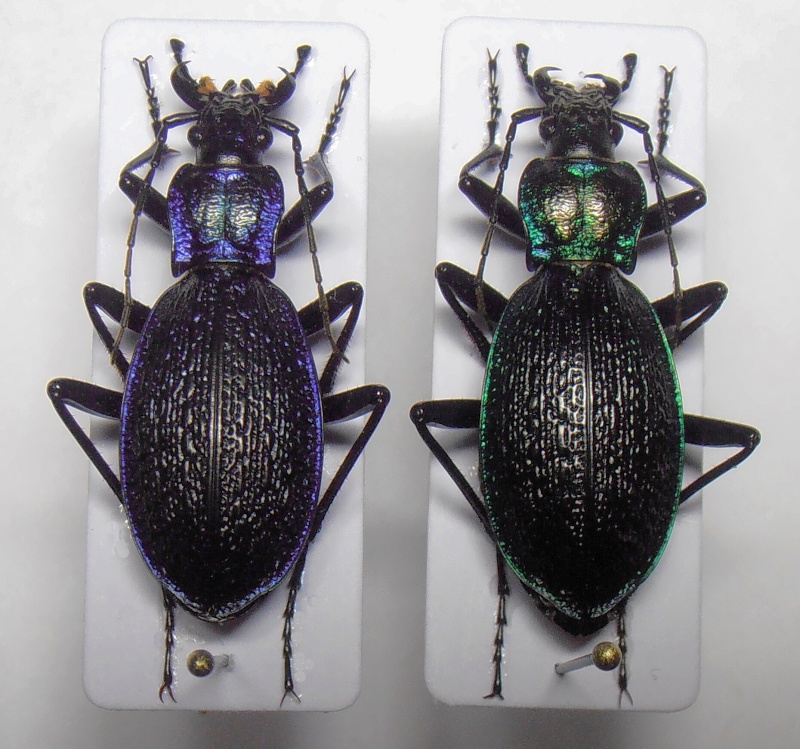 [C.(Chaetocarabus) intricatus] ab.tricolor (Letzn.1850) Kopie_28