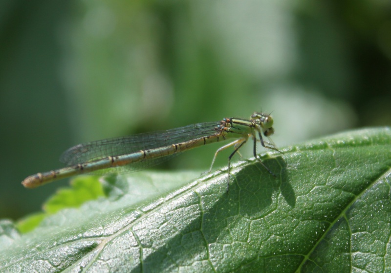 Grillon, sauterelle, demoiselles et autres insectes - Page 11 Agrion12