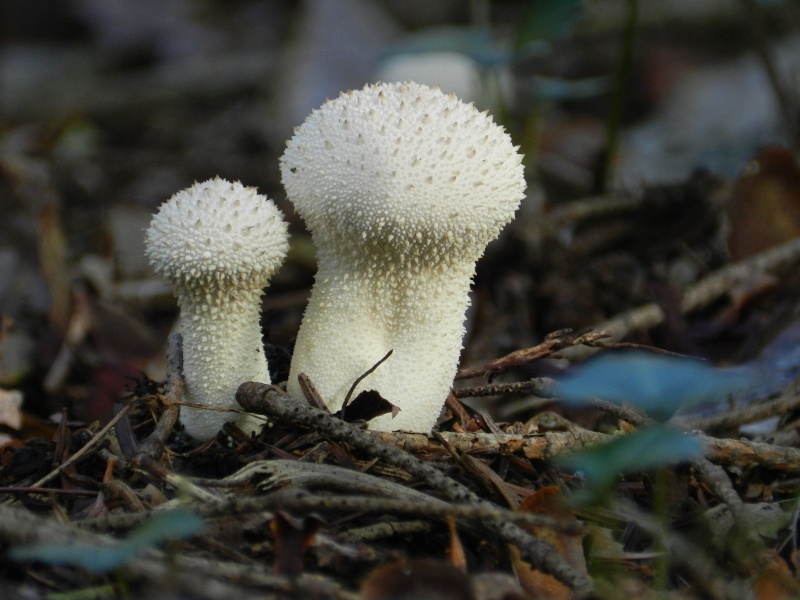 Lycoperdon perlatum Champi12