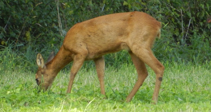 Lièvres, chevreuils, sangliers Chevre57