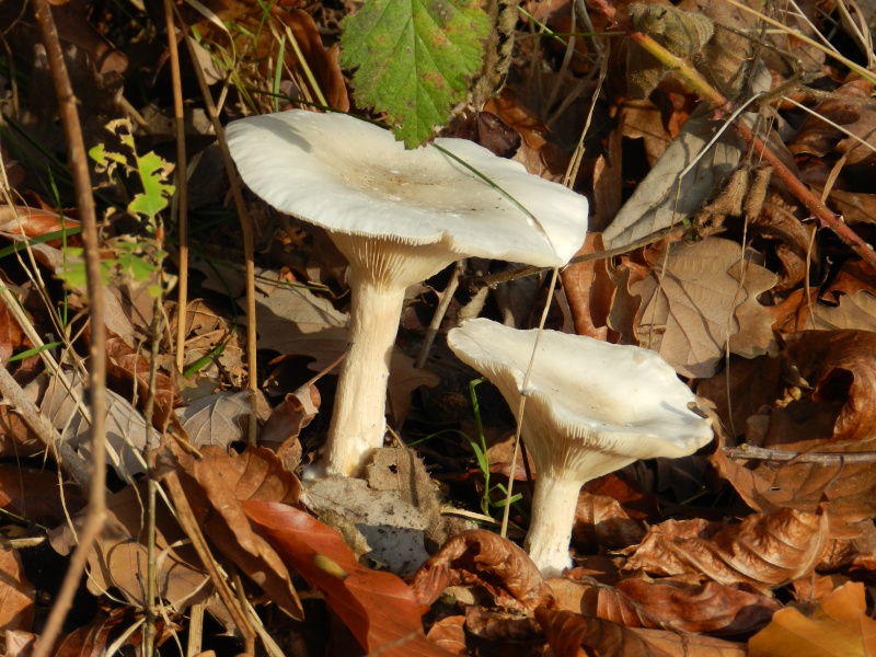 les premiers champignons dans le sud Sarthe - Page 2 Dscn2412