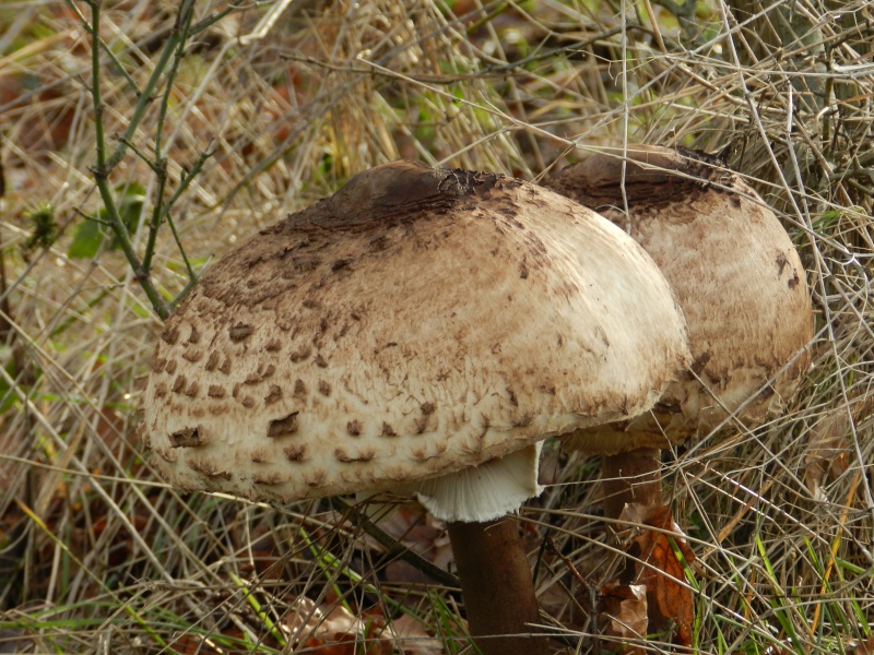 les premiers champignons dans le sud Sarthe - Page 3 Dscn3113