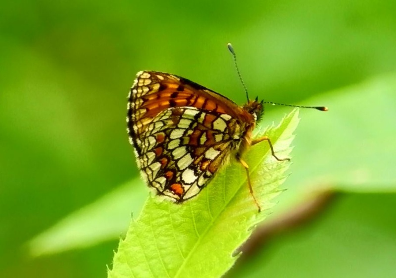 Premiers papillons de l'année 2012 - Page 4 Malita10