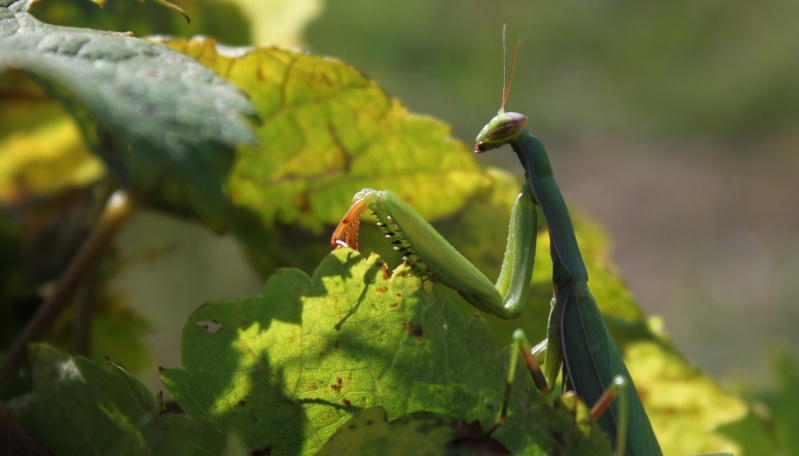 Mantes religieuses Manthe23