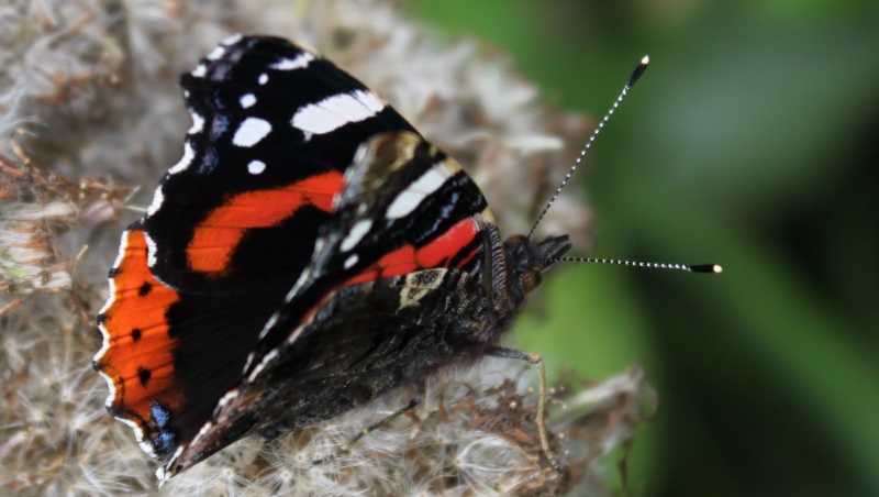 papillons de mon coin Papill22