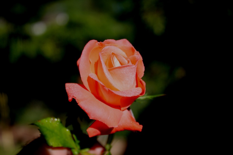 Mon premier essai sur les roses Rose1510