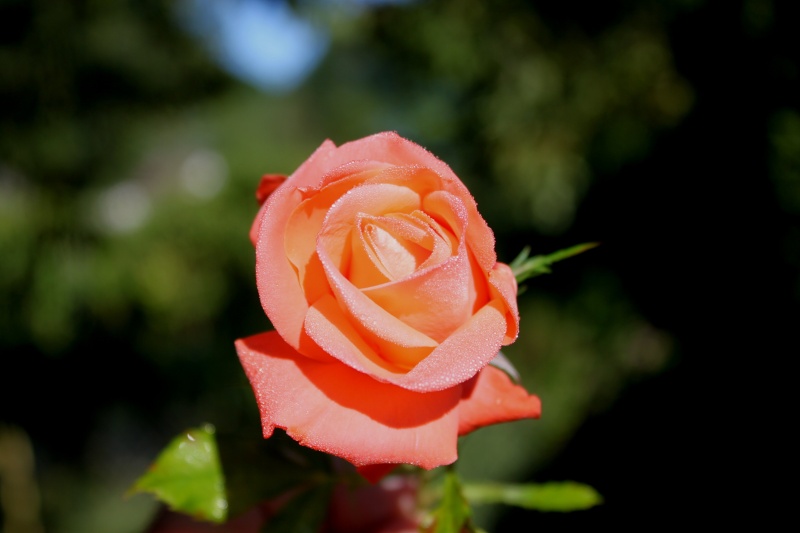 Mon premier essai sur les roses Rose1810