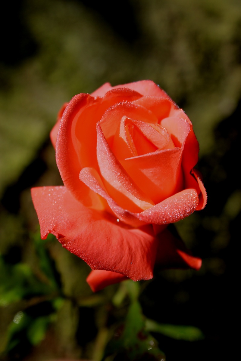 Mon premier essai sur les roses Rose2310