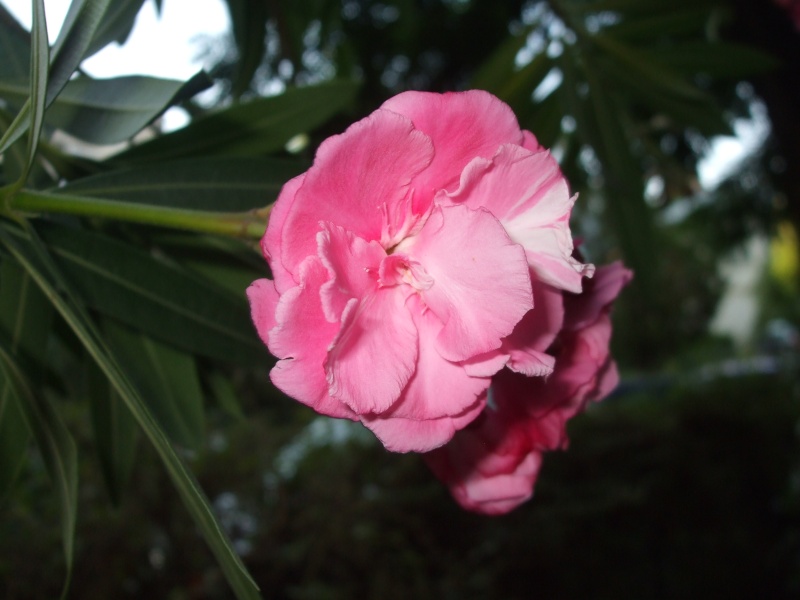  Laurier -rose (Nerium Oleander).  Culture &entretien. Photos. Bel_ol10