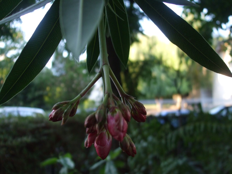 Laurier -rose (Nerium Oleander). Culture &entretien. Photos. Bouton10